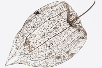 Bernhard Martus: Filigrane Physalis