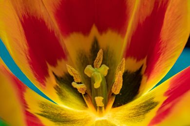 Heinrich Schneider: Tulpenkelch