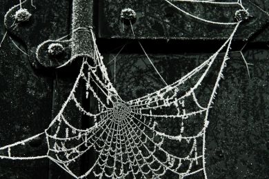 Gerhard Pflästerer: Filigrane Netze