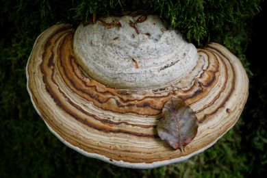 Bernhard Martus: Schöner Hut