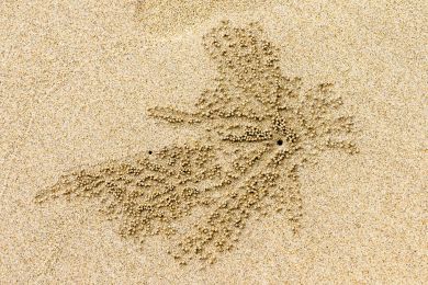 Dr. Helmut Raab: Sandblüte