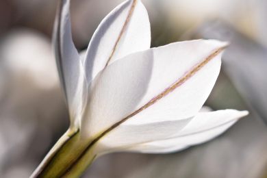 Gerhard Pflästerer: Taillierter Kelch