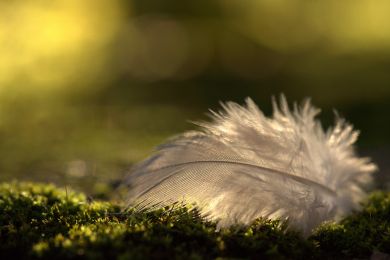 Jürgen Fesser: Federleicht