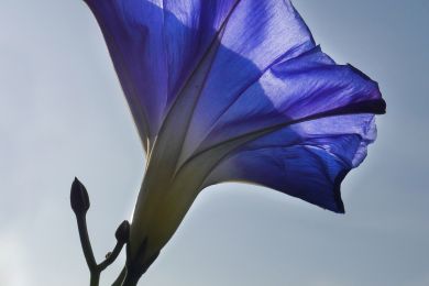 Gerhard Pflästerer: Kelch der Ackerwinde